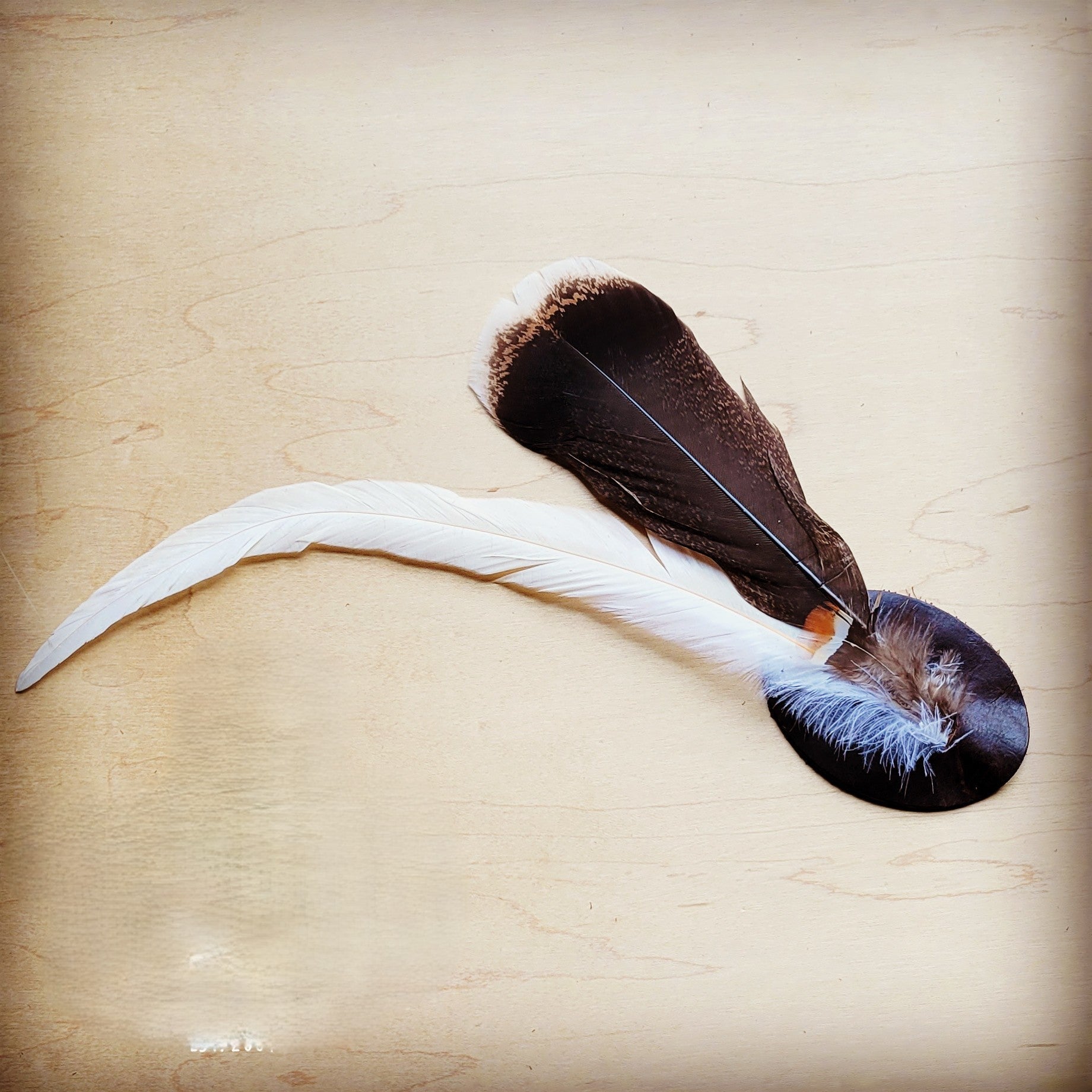 Turkey and long white feather hat band